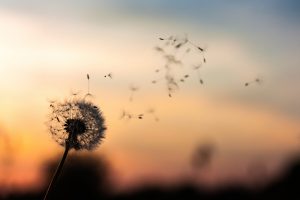 32 & Sunny flower by Kapsule Websites