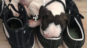 dizzy-puppy-in-a-shoe